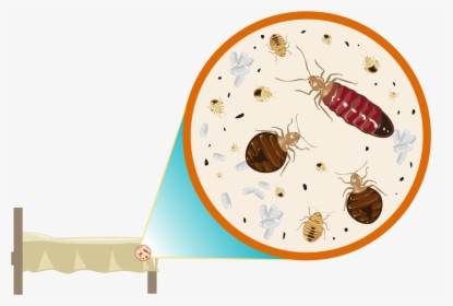 We Specialize In The Removal Of Bed Bugs - Vector Bed Bugs Room, HD Png Download, Transparent PNG