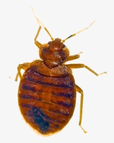 Bed Bug Pest Removal Las Vegas Nv - Bed Bug And Dust Mite, HD Png Download, Transparent PNG