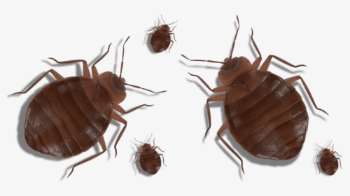Bed Bugs On A White Background - Cockroach, HD Png Download, Transparent PNG