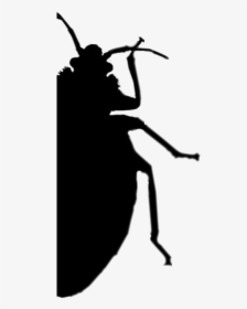 Bed Bug Png Transparent Images - Leaf Beetle, Png Download, Transparent PNG