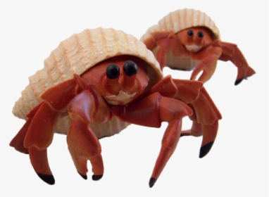 Cute Pictures Of Hermit Crabs, HD Png Download, Transparent PNG