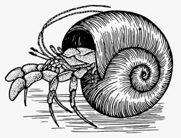 Hermit Crab Shell Drawing, HD Png Download, Transparent PNG