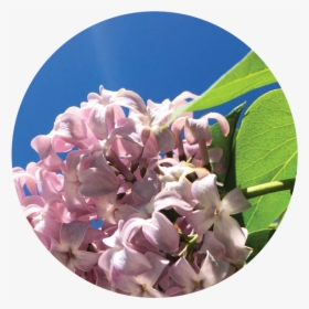 Hydrangea, HD Png Download, Transparent PNG