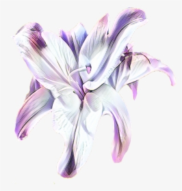 Transparent Lavender Black And White - Purple Lily Flower Png, Png Download, Transparent PNG