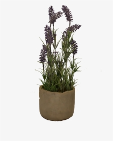 Small Lavender Pot - Flowerpot, HD Png Download, Transparent PNG