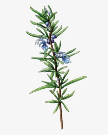 Rosmarinus Officinalis Botanical Illustration, HD Png Download, Transparent PNG