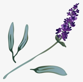 Lavender Sprig - Fernleaf Lavender, HD Png Download, Transparent PNG