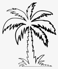 Symmetry,monochrome Photography,flowering Plant - Palm Tree Clipart Outline, HD Png Download, Transparent PNG