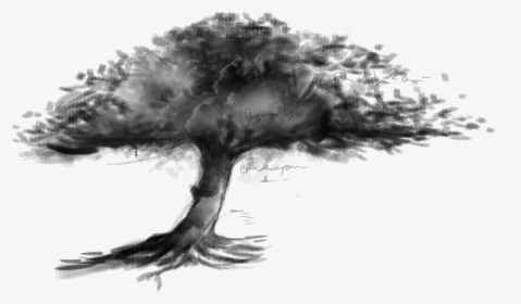 Clip Art Drawing Sketch Transprent Png - Tree Sketch Hd, Transparent Png, Transparent PNG