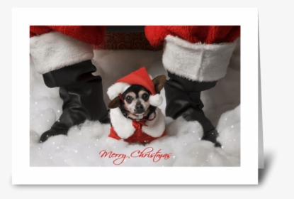 Merry Christmas Greeting Card - Chihuahua, HD Png Download, Transparent PNG