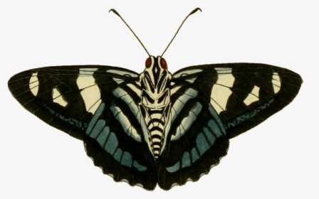 Jemadia Gnetus - Papilio Machaon, HD Png Download, Transparent PNG