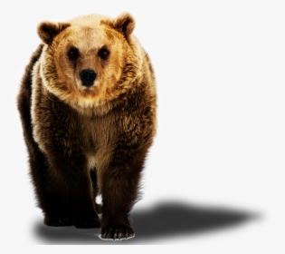 Grizzly Bear, HD Png Download, Transparent PNG