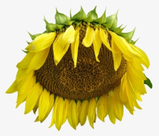 Drawings Sunflower Tumblr - Real Sunflower Transparent Pngs, Png Download, Transparent PNG