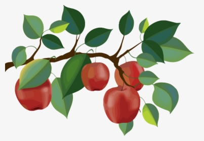 Red Apple Branch Clipart Png - Apple Tree Branch Clipart, Transparent Png, Transparent PNG
