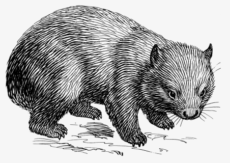 Wombat Lineart T - Wombat Black And White, HD Png Download, Transparent PNG