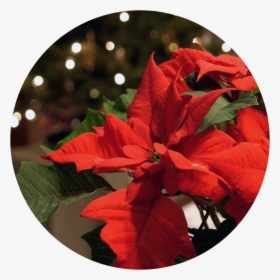 Seasonal Floral Arrangements - Poinsettia, HD Png Download, Transparent PNG