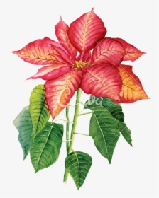 Clip Art Poinsettia Watercolor - Watercolor Painting, HD Png Download, Transparent PNG