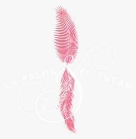 La Palma Y El Tucán - Pedicel, HD Png Download, Transparent PNG