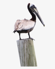Pelican Png, Transparent Png, Transparent PNG