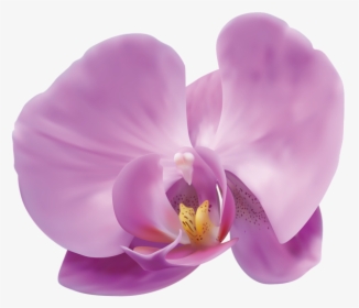 Orchid Png, Transparent Png, Transparent PNG