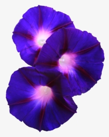 Thumb Image - Morning Glory Transparent Background, HD Png Download, Transparent PNG