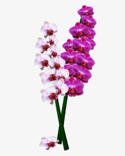 High Resolution Orchids Png, Transparent Png, Transparent PNG