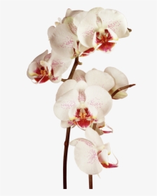 Moon Orchid R Png, Transparent Png, Transparent PNG
