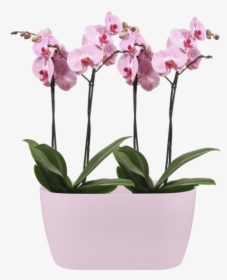 Put Multiple Orchids In One Pot, HD Png Download, Transparent PNG