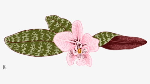 Orchid House - Moth Orchid, HD Png Download, Transparent PNG