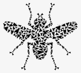 Insect, HD Png Download, Transparent PNG