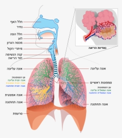 Respiratory System Simple Heb - Respiratory System, HD Png Download, Transparent PNG