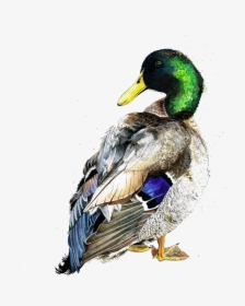 American Pekin Duck Mallard Bird Watercolor Painting - Watercolor Duck, HD Png Download, Transparent PNG