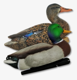 Transparent Duck Hunt Duck Png - Mallard, Png Download, Transparent PNG