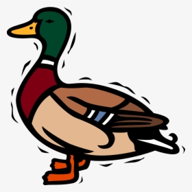 Transparent Ducks Clipart - Clipart Duck, HD Png Download, Transparent PNG