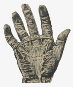 Golden Palm, HD Png Download, Transparent PNG