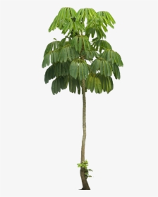 Schefflera Actinophylla Png, Transparent Png, Transparent PNG