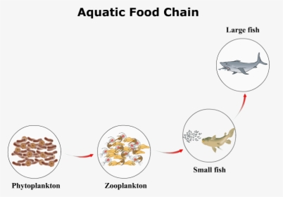 Aquatic Food Chain, HD Png Download, Transparent PNG