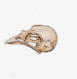 Transparent Bird Skull Clipart - Drawings Of Bird Skull, HD Png Download, Transparent PNG