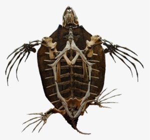 Turtle Skeleton - Turtle Skeleton Png, Transparent Png, Transparent PNG