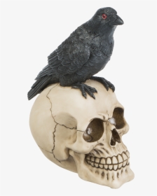 Transparent Bird Skull Png - American Crow, Png Download, Transparent PNG