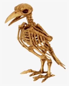 Tube Halloween - Skeleton Of A Parrot, HD Png Download, Transparent PNG
