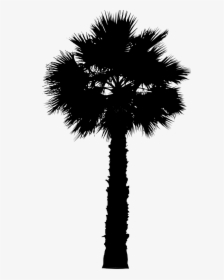 Asian Palmyra Palm Date Palm Leaf Palm Trees Silhouette - Png Palmetto Tree, Transparent Png, Transparent PNG