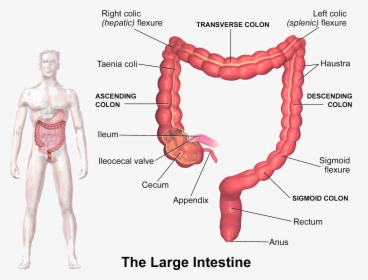 Symptoms Of Inflammation - Structure Of Large Intestine, HD Png Download, Transparent PNG