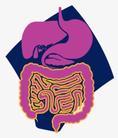 Gastrointestinal Tract Highlighted Showing The Decreased, HD Png Download, Transparent PNG