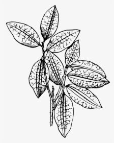Plant Black And White, HD Png Download, Transparent PNG