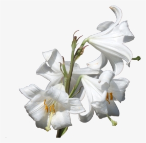 Lillies Png 3 » Png Image - Lilium Candidum Png, Transparent Png, Transparent PNG