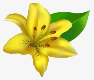 Transparent Lillies Png - Yellow Lily Clip Art, Png Download, Transparent PNG