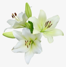 Easter Lily With No Background, HD Png Download, Transparent PNG