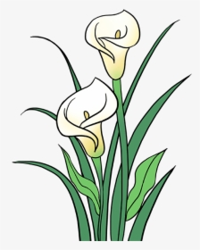 Stem Drawing Lily Flower Transparent Png Clipart Free - Calla Lily Flower Drawing, Png Download, Transparent PNG