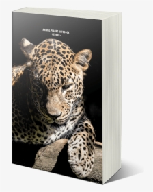Mock05 - African Leopard, HD Png Download, Transparent PNG